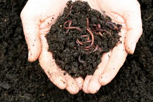 Benefits of using natural fertilisers